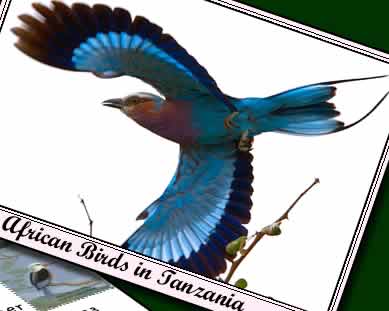 Experience the beauty of Tanzanian birds during your birdwatching holiday. Click for bird lists.